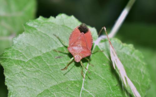 Palomena prasina